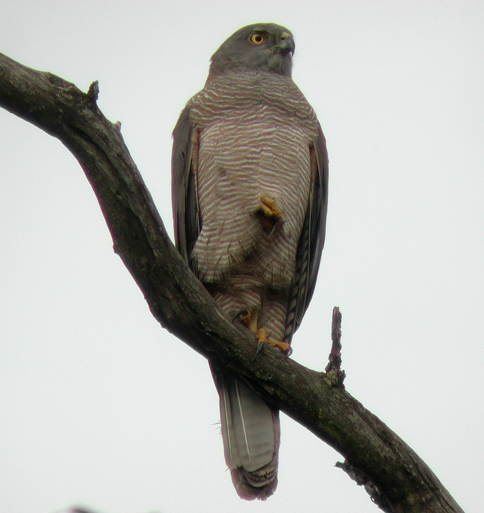 点击放大 褐鹰(Accipiter fasciatus)