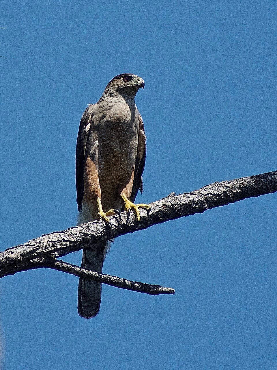 点击放大 古巴鹰(Accipiter gundlachi)