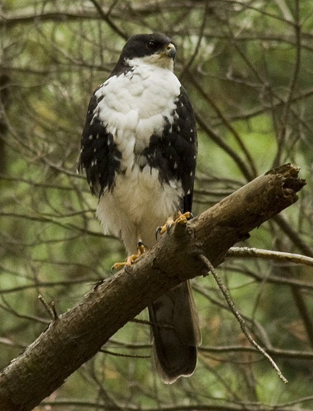 点击放大 黑鹰(Accipiter melanoleucus)