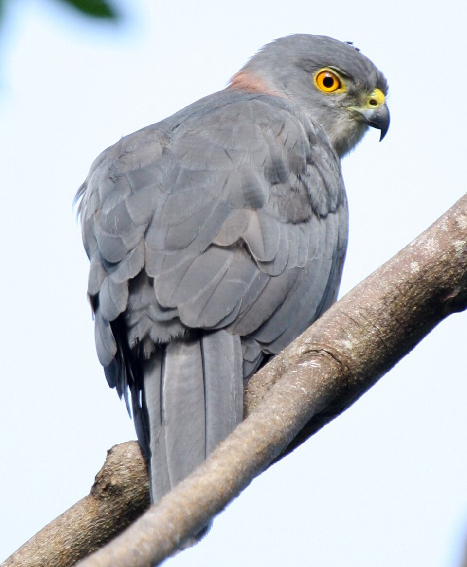 点击放大 斐济鹰(Accipiter rufitorques)