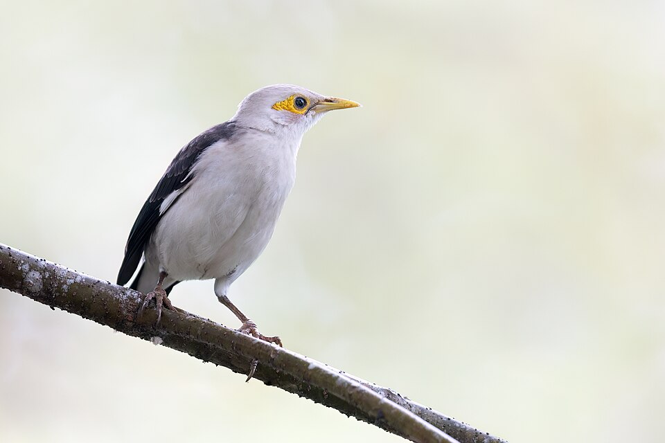 点击放大 黑翅椋鸟(Acridotheres melanopterus)