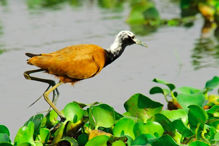 点击放大 马岛雉鸻(Actophilornis albinucha)