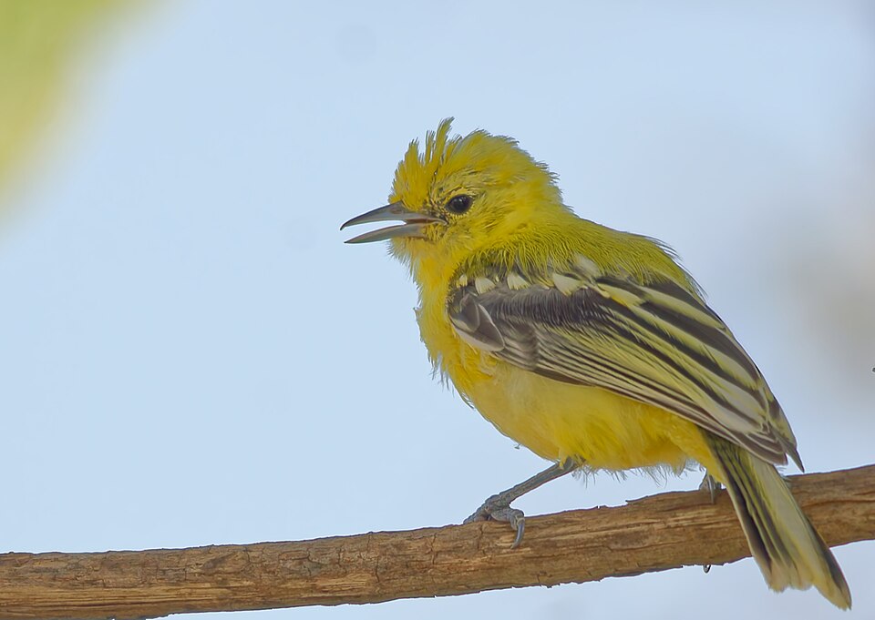 点击放大 白尾雀鹎(Aegithina nigrolutea)