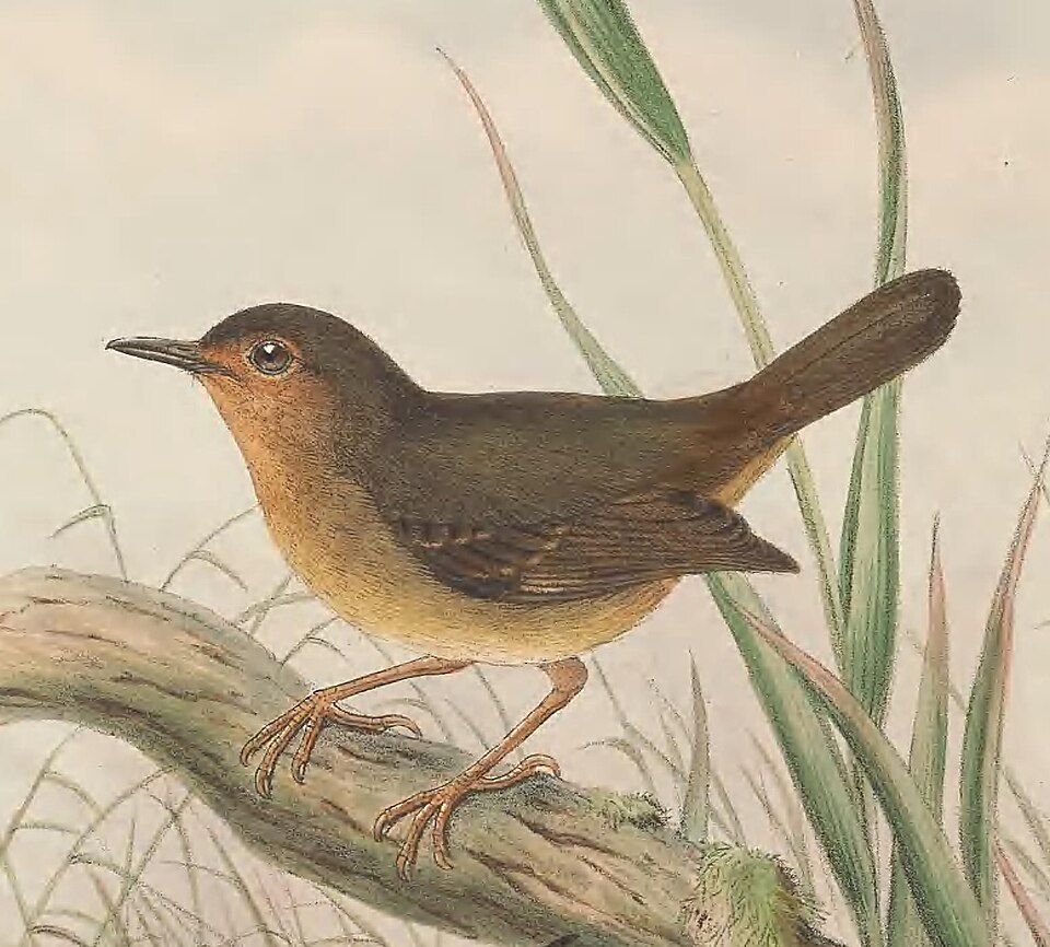 点击放大 灰绿丝刺莺(Aethomyias arfakianus)