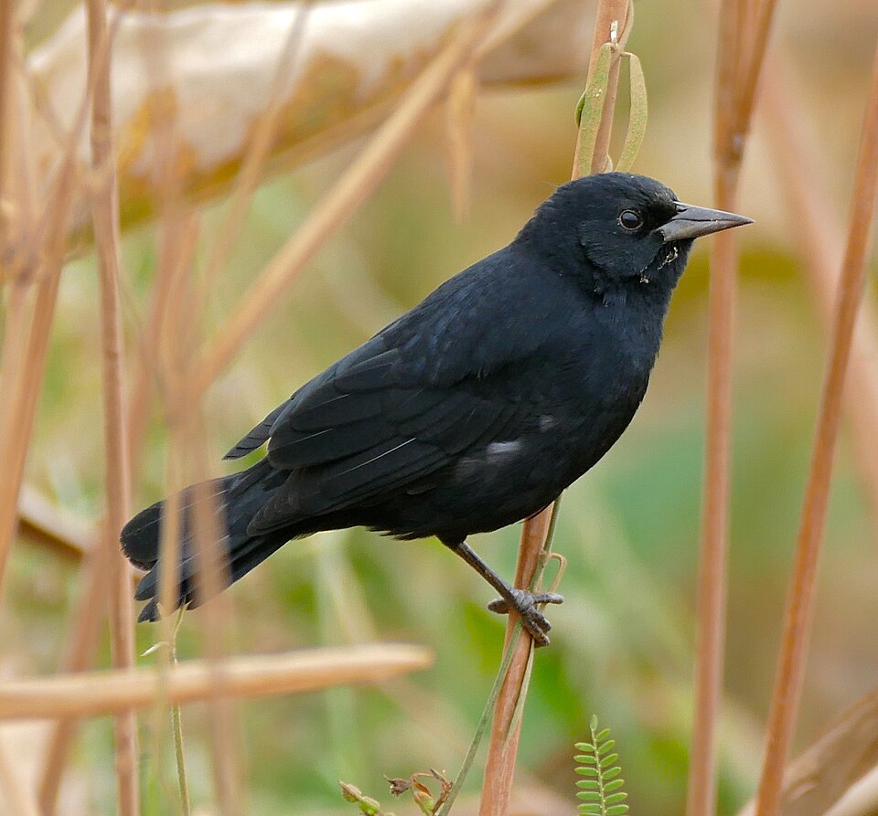 点击放大 纯蓝黑鹂(Agelasticus cyanopus)