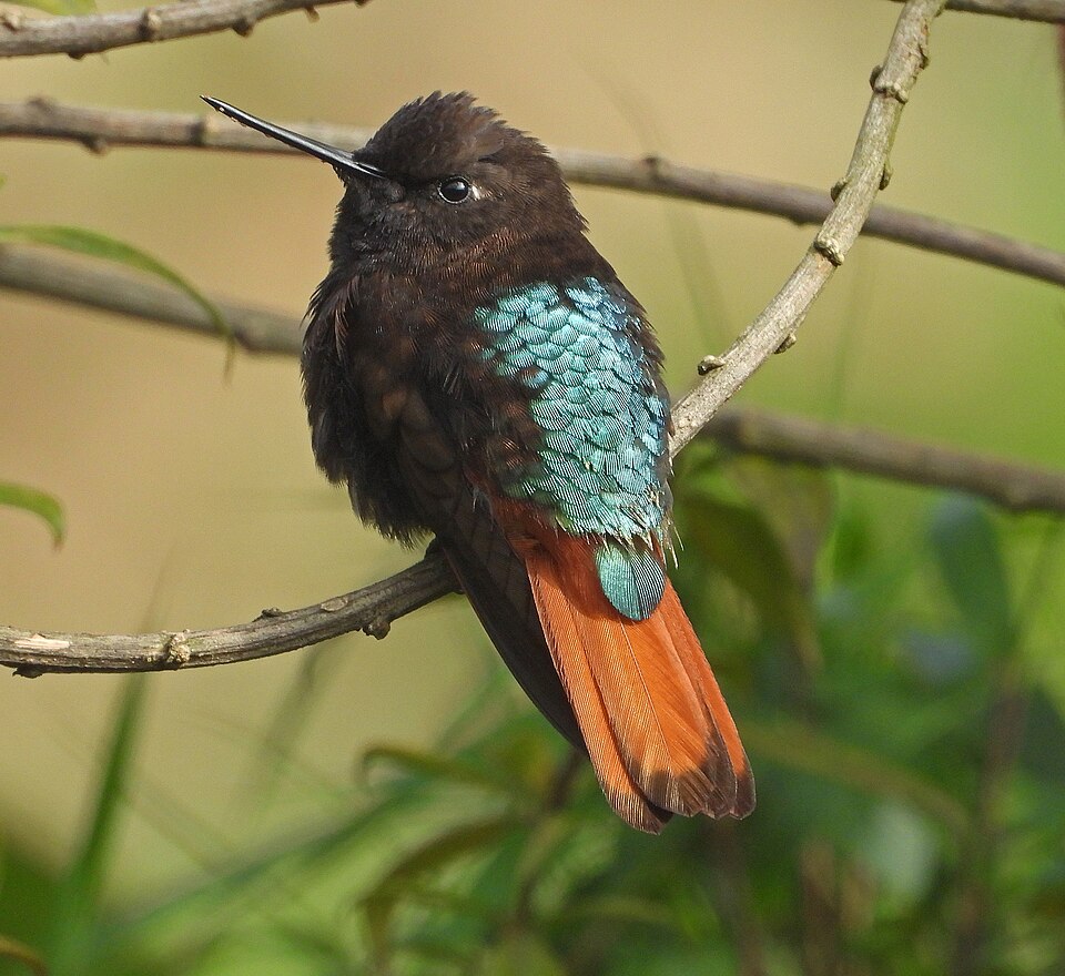 点击放大 黑头闪羽蜂鸟(Aglaeactis pamela)