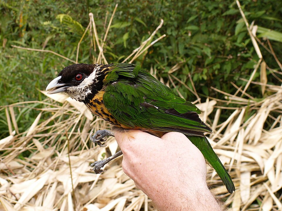 点击放大 赭胸园丁鸟(Ailuroedus stonii)