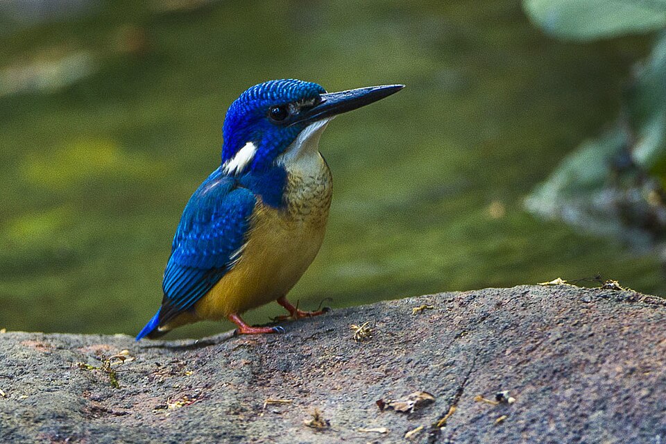 点击放大 半领翠鸟(Alcedo semitorquata)