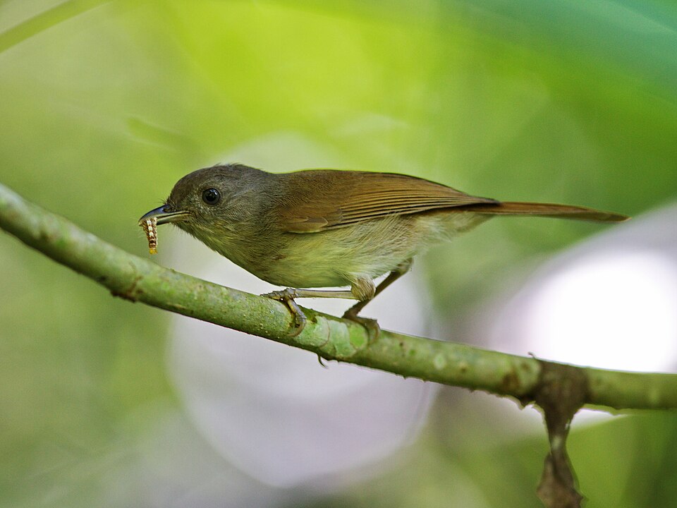 点击放大 褐雀鹛(Alcippe brunneicauda)