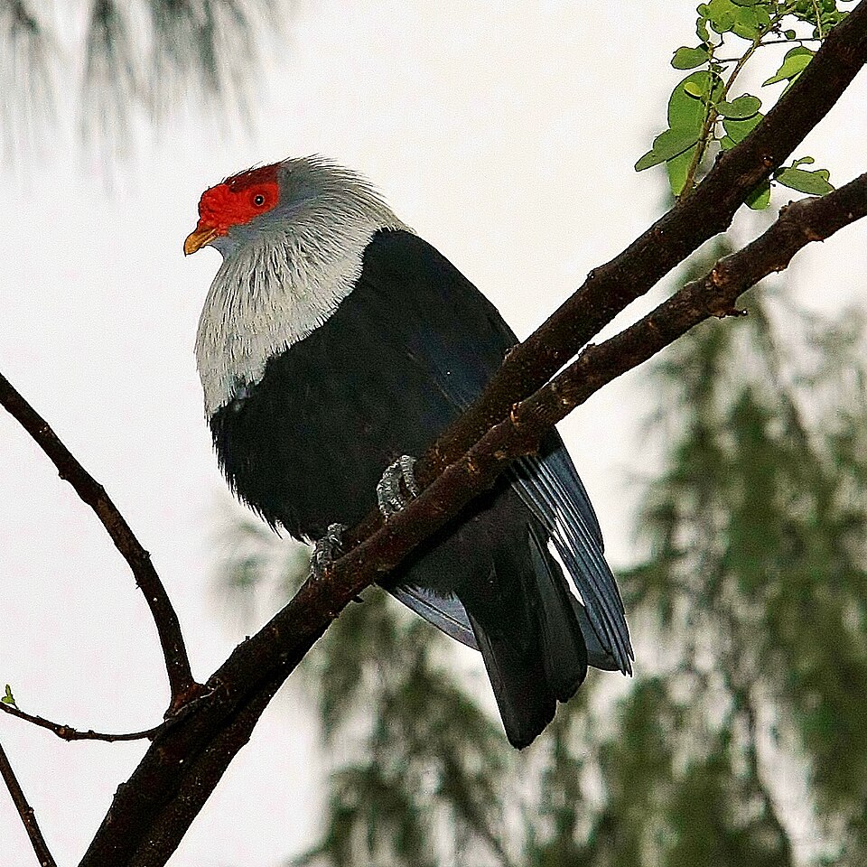 点击放大 红冠蓝鸠(Alectroenas pulcherrimus)