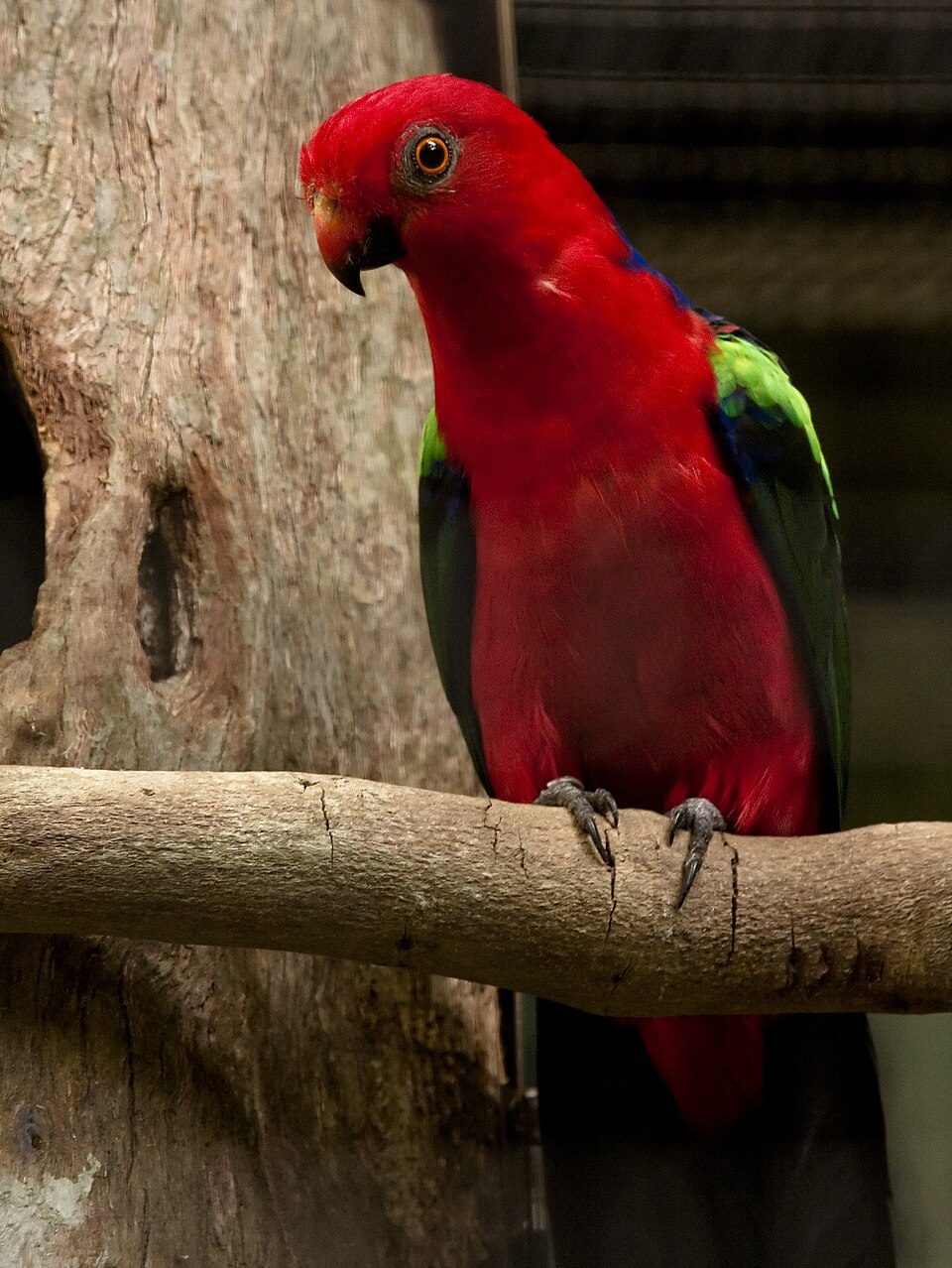 点击放大 绿翅王鹦鹉(Alisterus chloropterus)