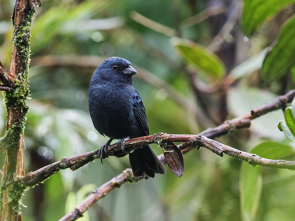 点击放大 厄瓜多尔食籽雀(Amaurospiza aequatorialis)