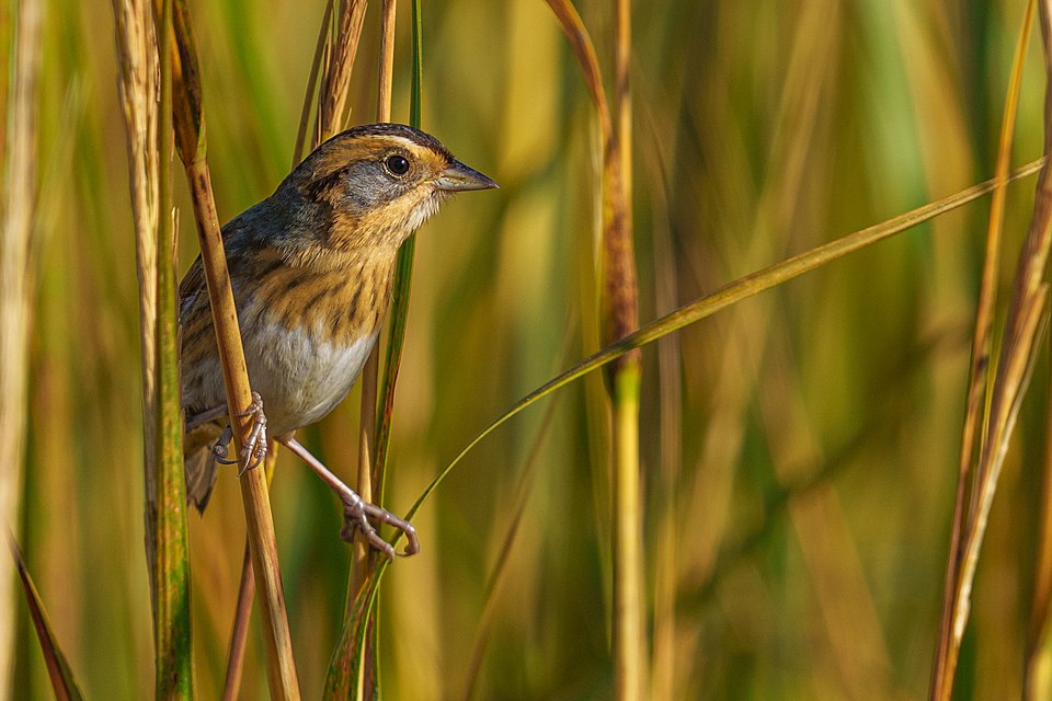 点击放大 纳氏沙鹀(Ammospiza nelsoni)