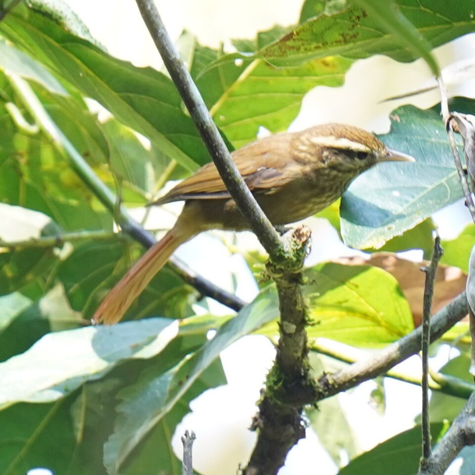 点击放大 白眉拾叶雀(Anabacerthia amaurotis)