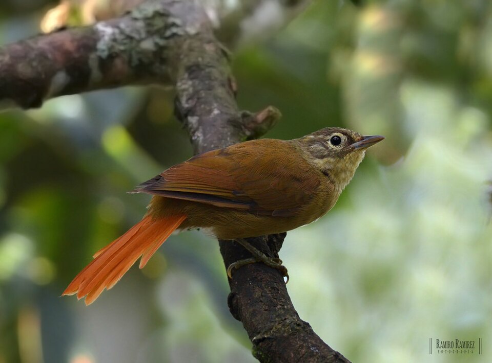 点击放大 高山拾叶雀(Anabacerthia striaticollis)