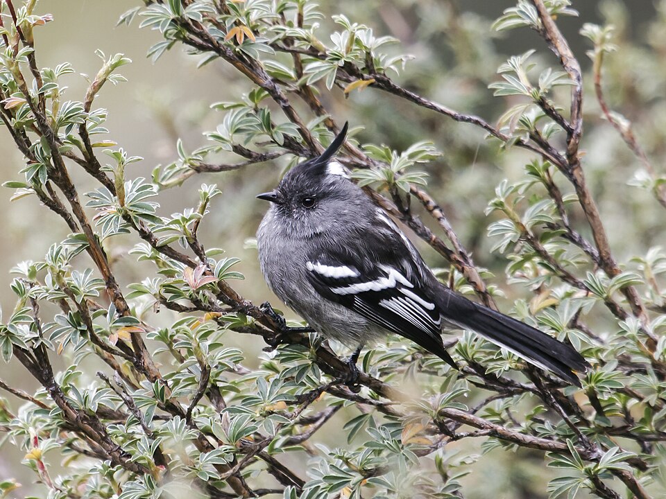 点击放大 灰胸雀霸鹟(Anairetes alpinus)