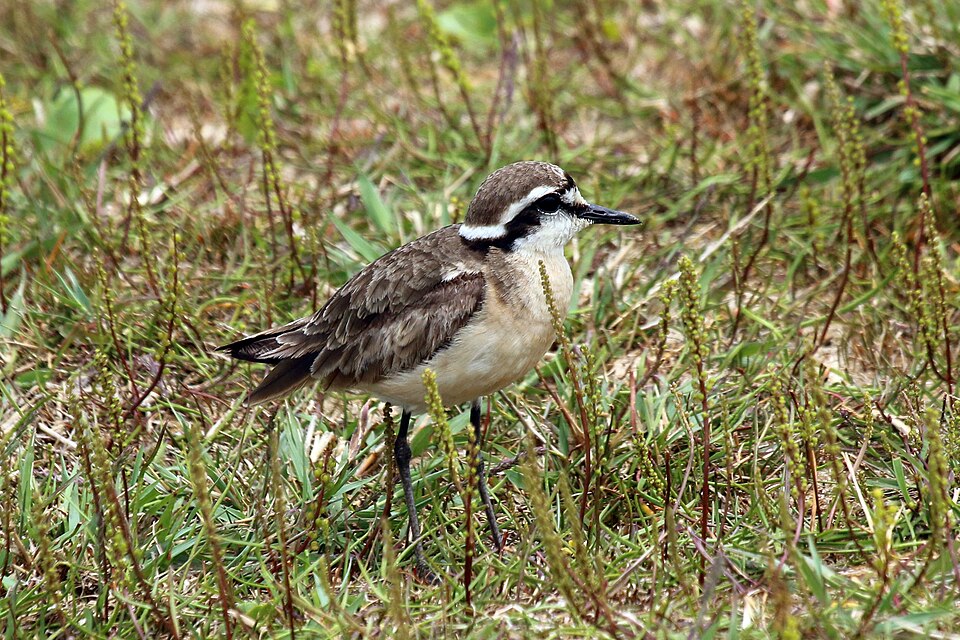 点击放大 基氏沙鸻(Anarhynchus pecuarius)