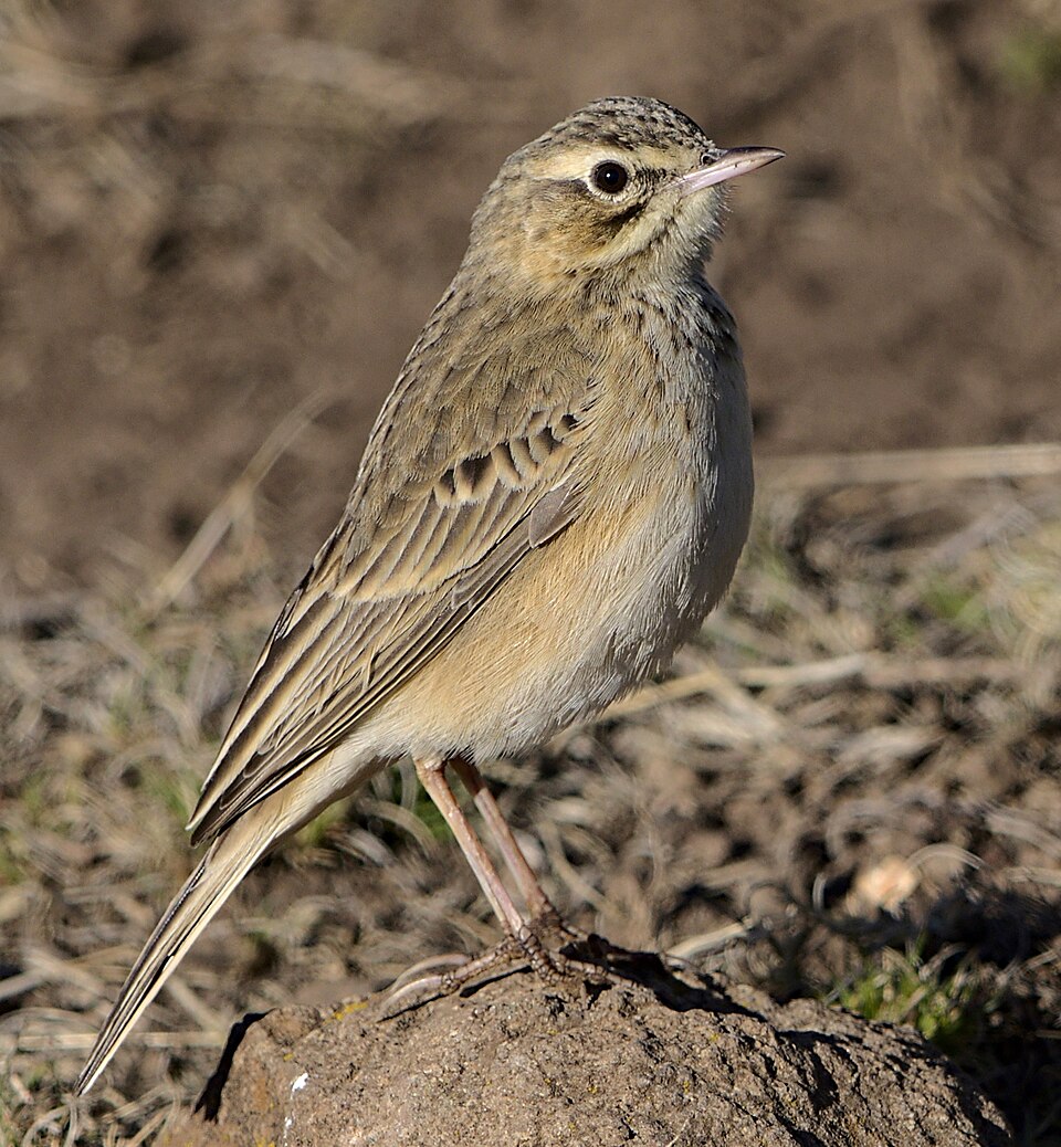 点击放大 山地鹨(Anthus hoeschi)