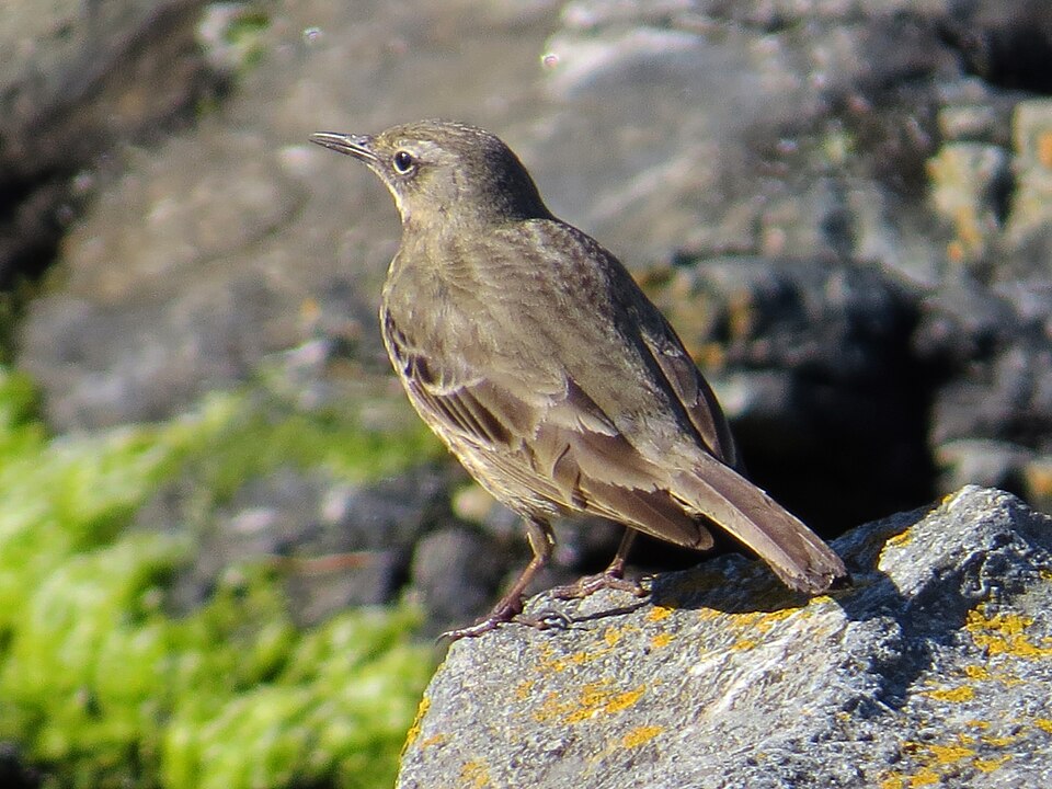 点击放大 石鹨(Anthus petrosus)