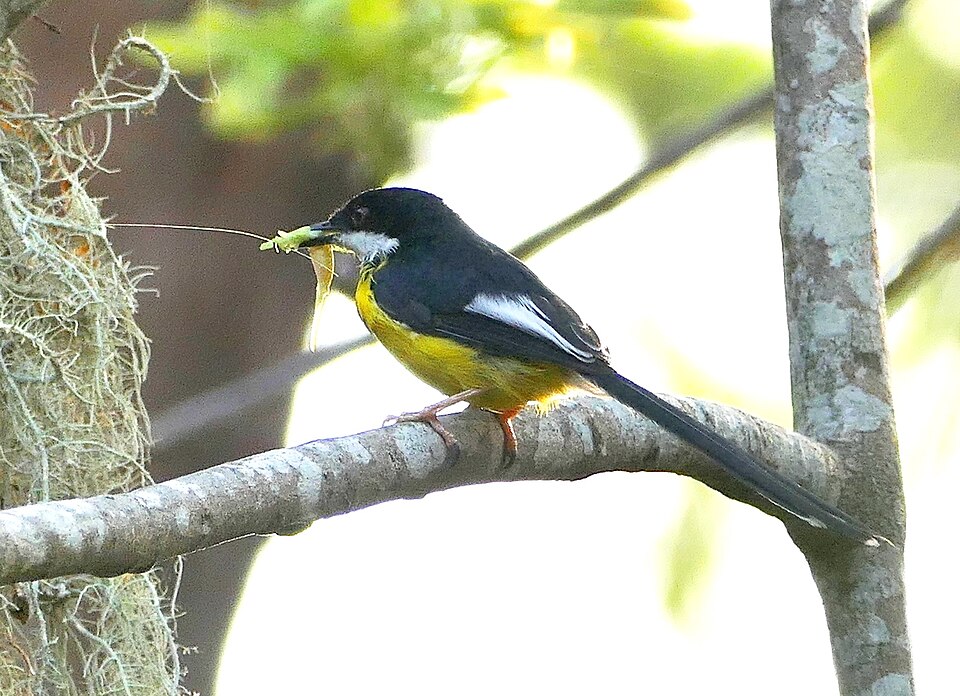 点击放大 白翅娇莺(Apalis chariessa)