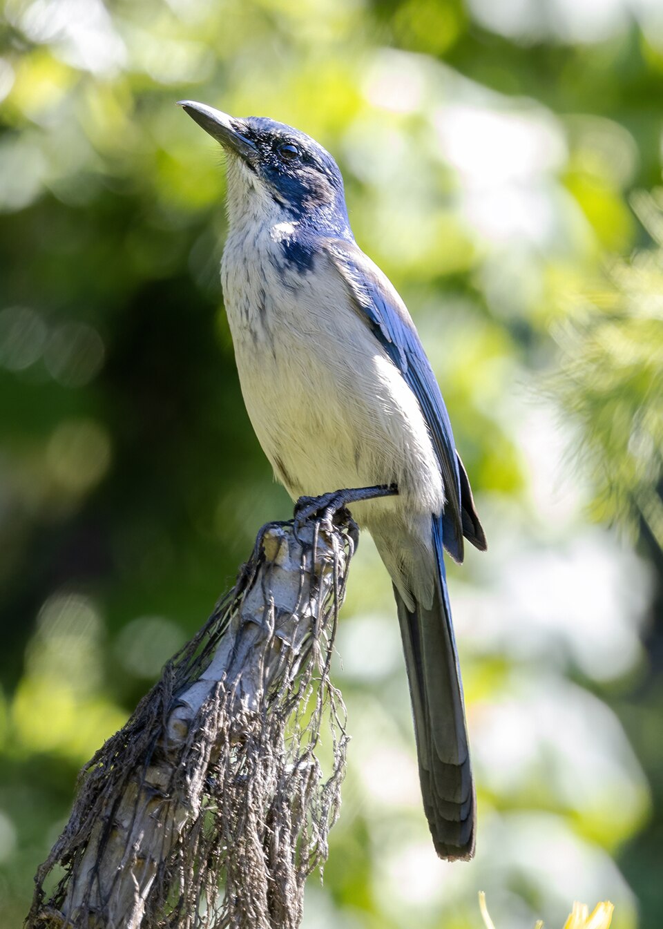 点击放大 圣岛丛鸦(Aphelocoma insularis)
