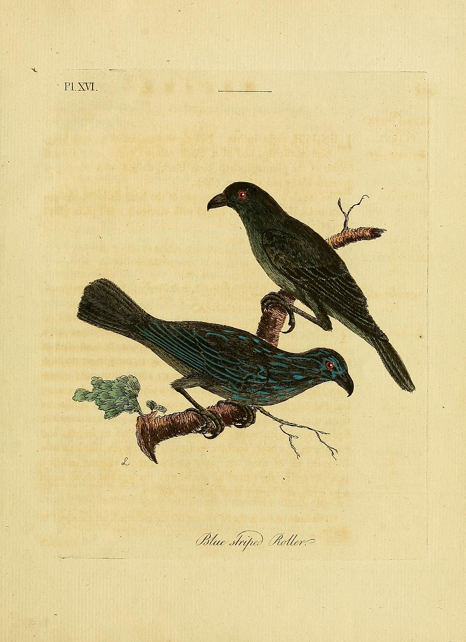 点击放大 纹辉椋鸟(Aplonis striata)