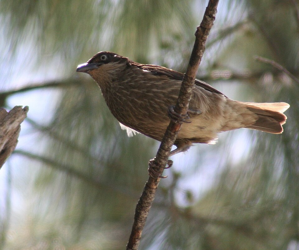 点击放大 玻利辉椋鸟(Aplonis tabuensis)