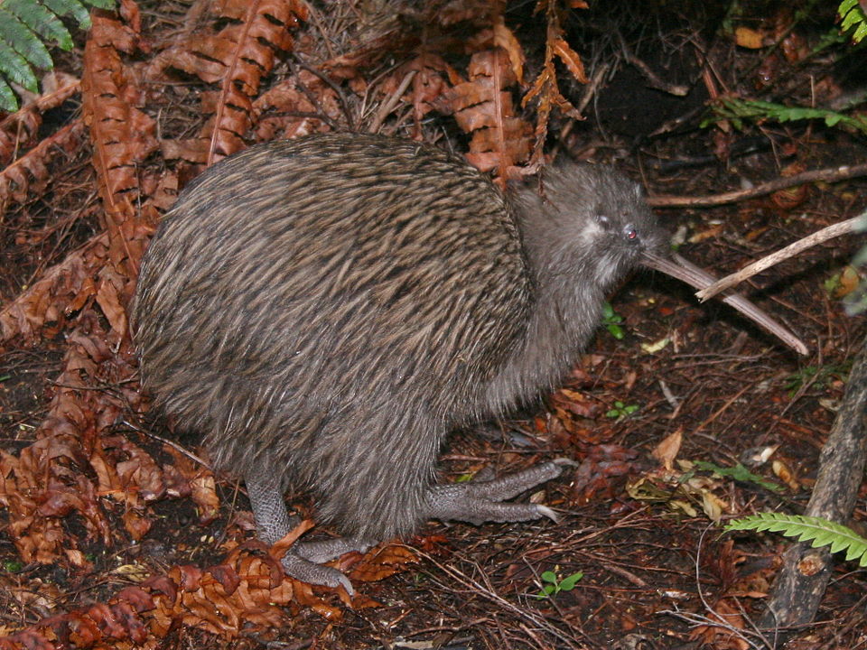 点击放大 褐几维(Apteryx australis)