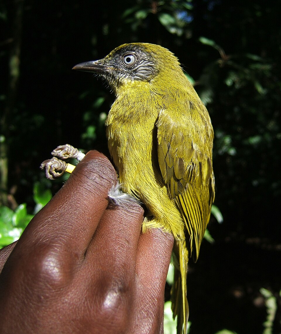 点击放大 纹脸绿鹎(Arizelocichla striifacies)