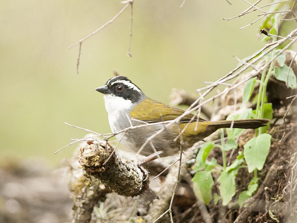 点击放大 纹头薮雀(Arremon torquatus)