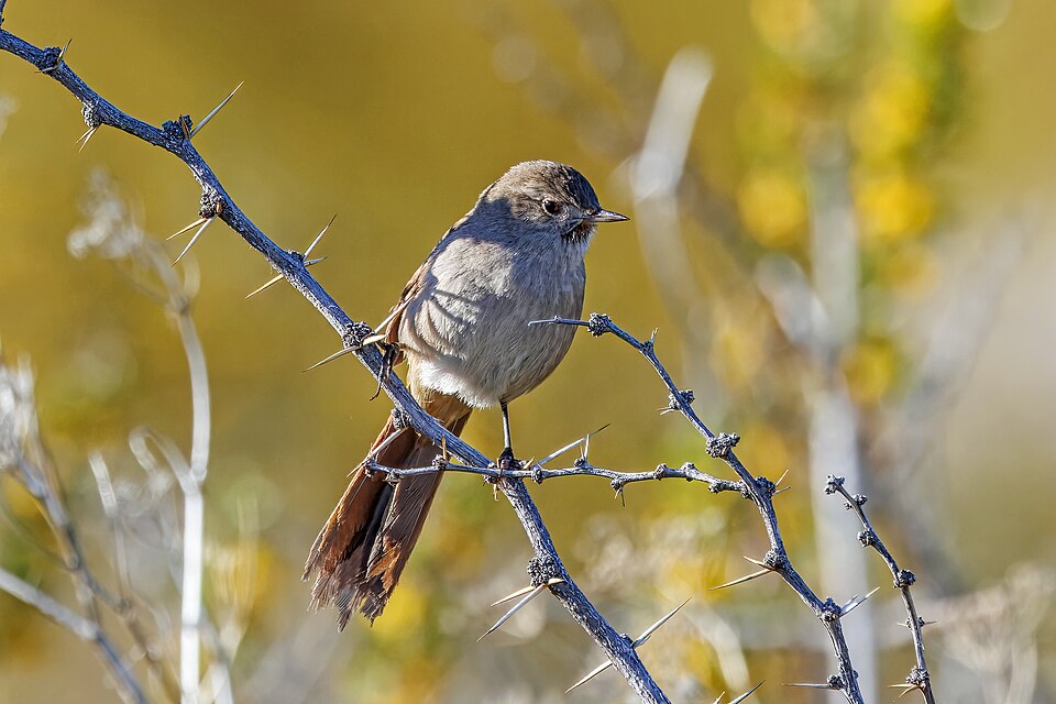 点击放大 小卡纳灶鸟(Asthenes pyrrholeuca)