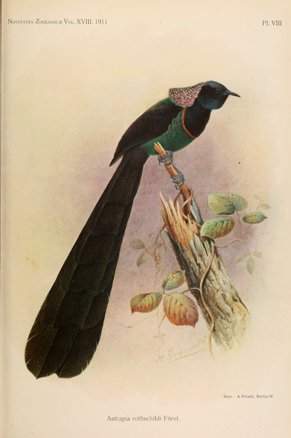 点击放大 绿腹长尾风鸟(Astrapia rothschildi)