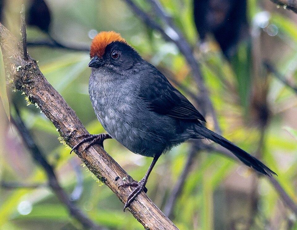 点击放大 灰脸薮雀(Atlapetes canigenis)