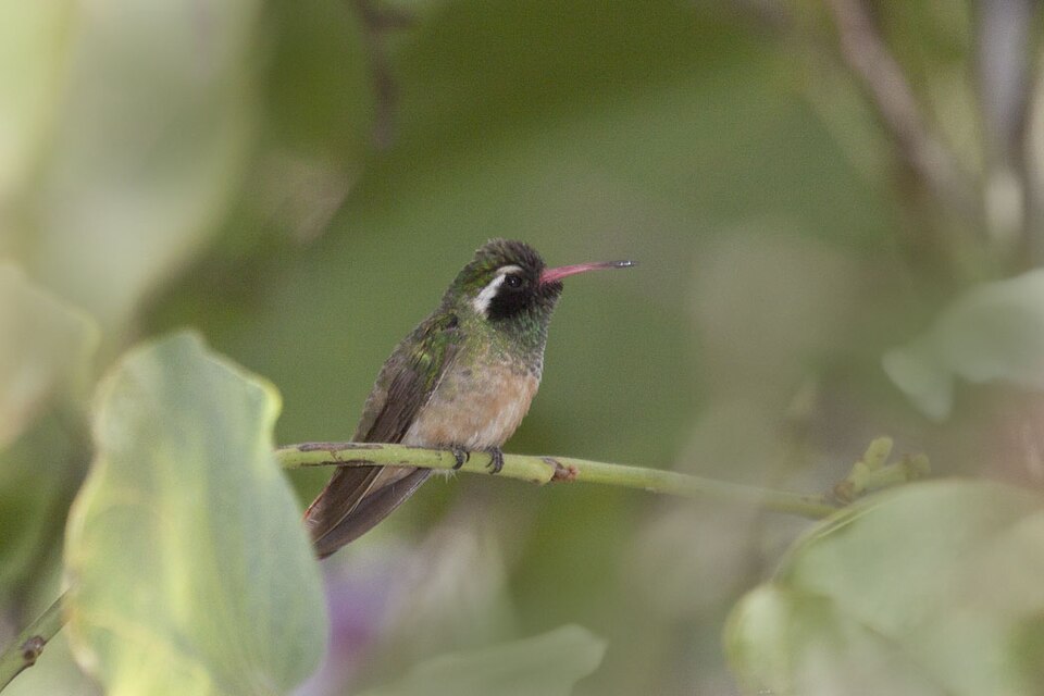 点击放大 赞氏蜂鸟(Basilinna xantusii)