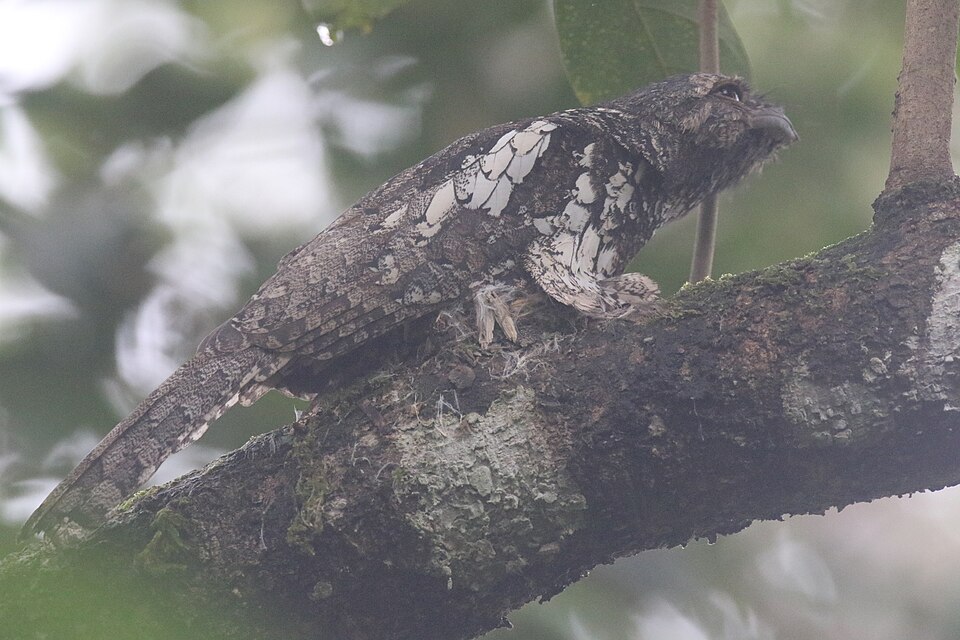 点击放大 巽他蛙口夜鹰(Batrachostomus cornutus)