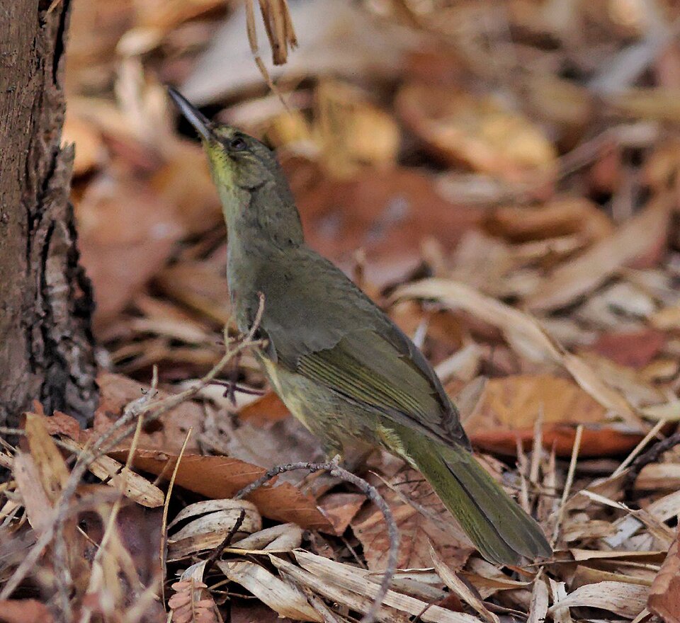 点击放大 长嘴马岛莺(Bernieria madagascariensis)