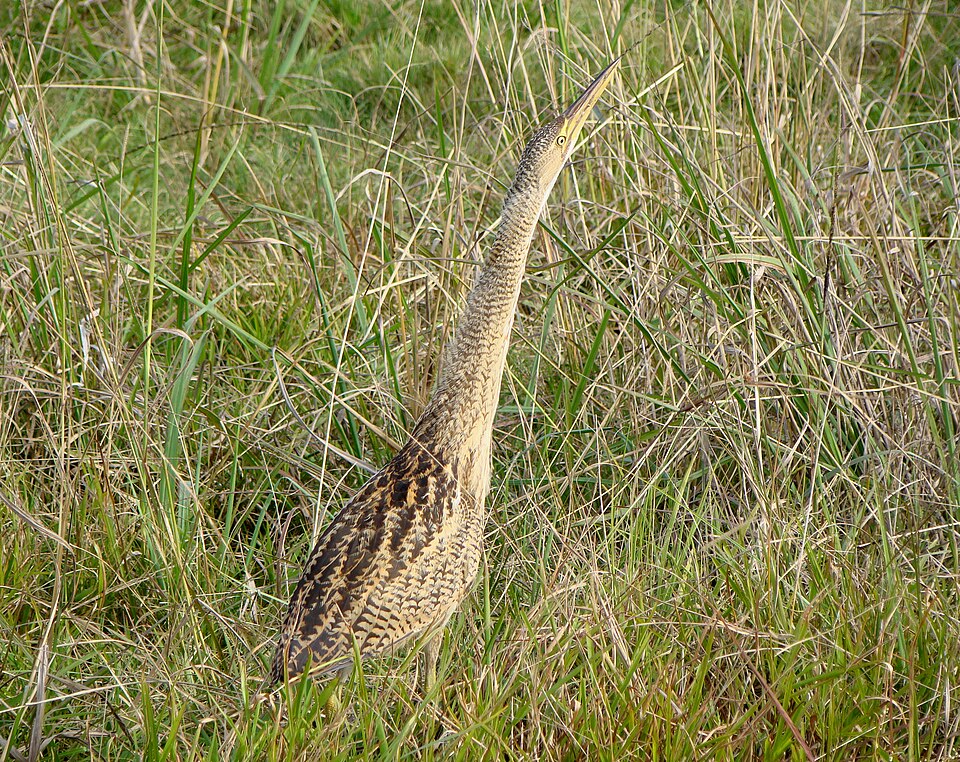 点击放大 大嘴麻鳽(Botaurus pinnatus)