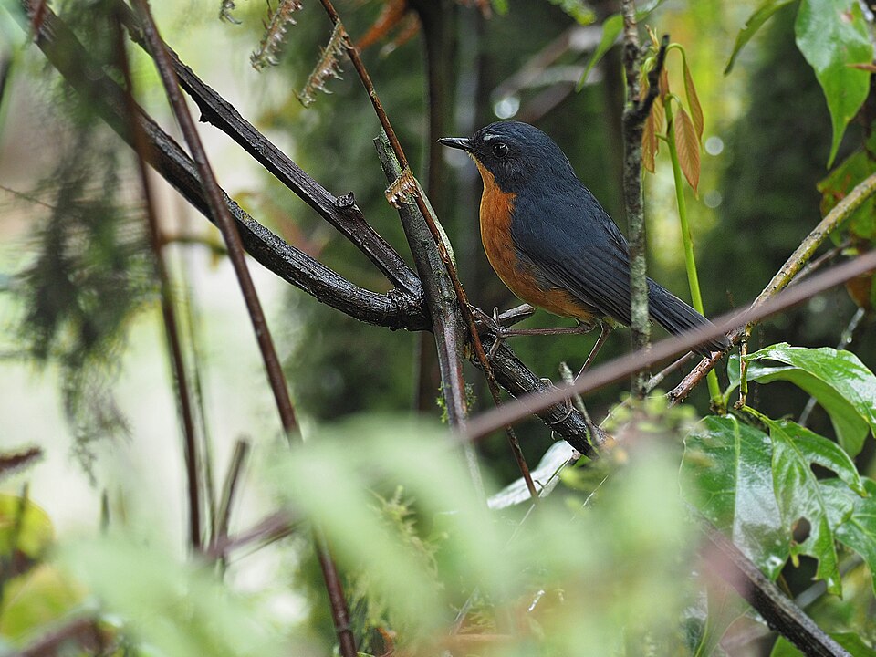 点击放大 锈腹短翅鸫(Brachypteryx hyperythra)