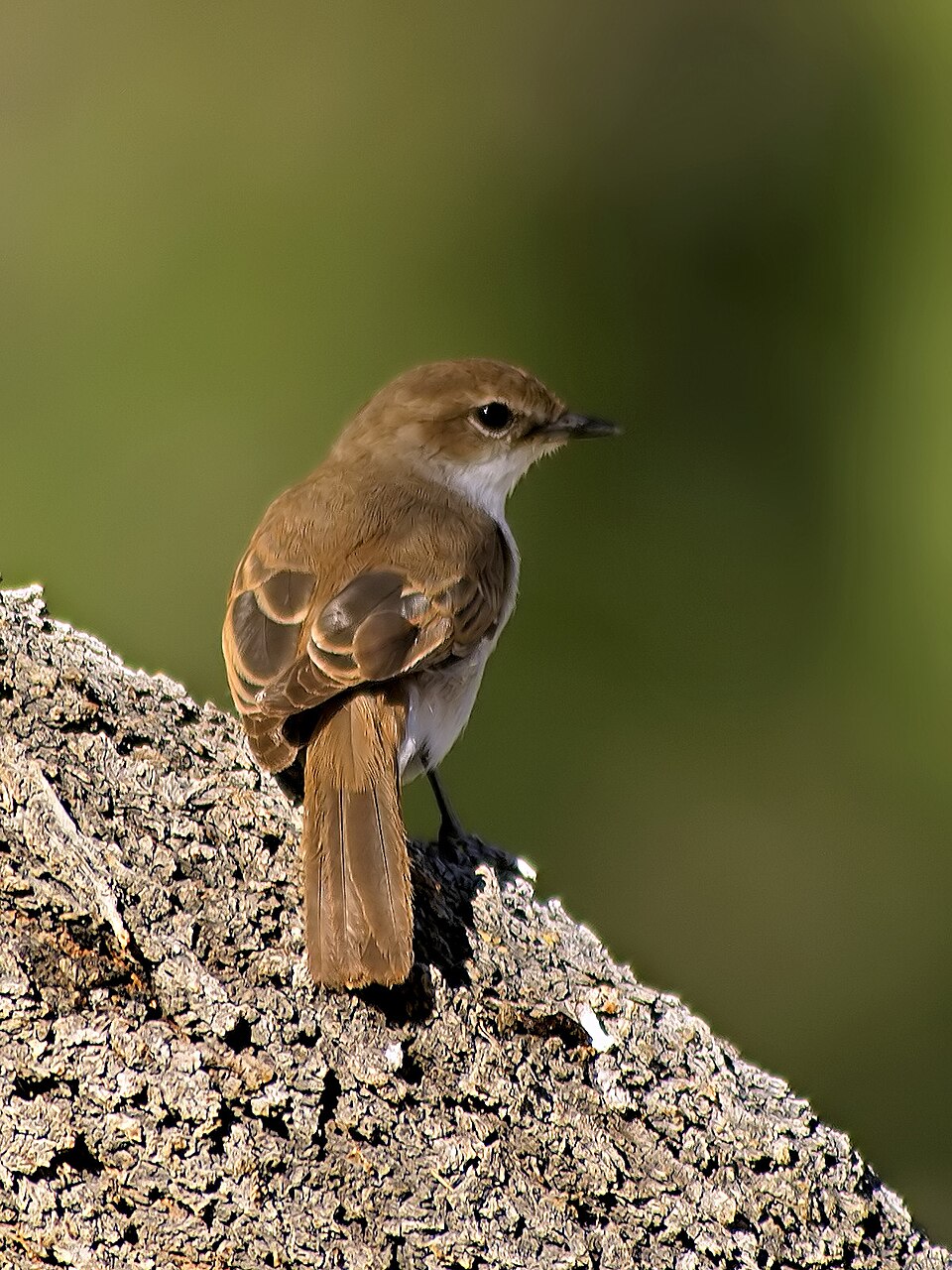 点击放大 南非灰鹟(Bradornis mariquensis)