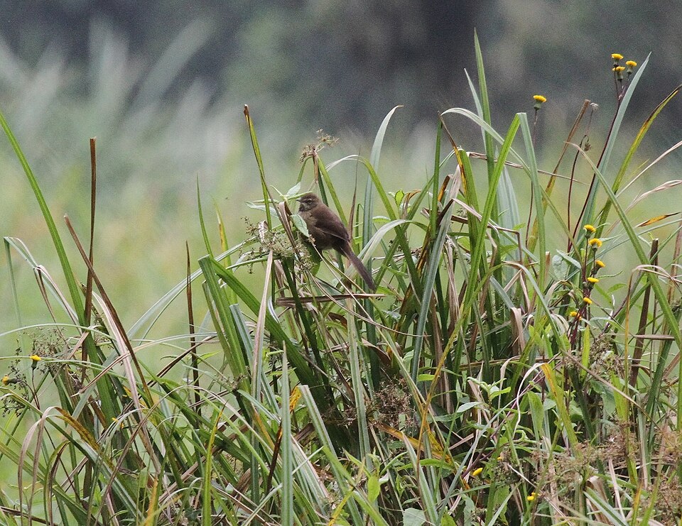 点击放大 谷氏短翅莺(Bradypterus graueri)
