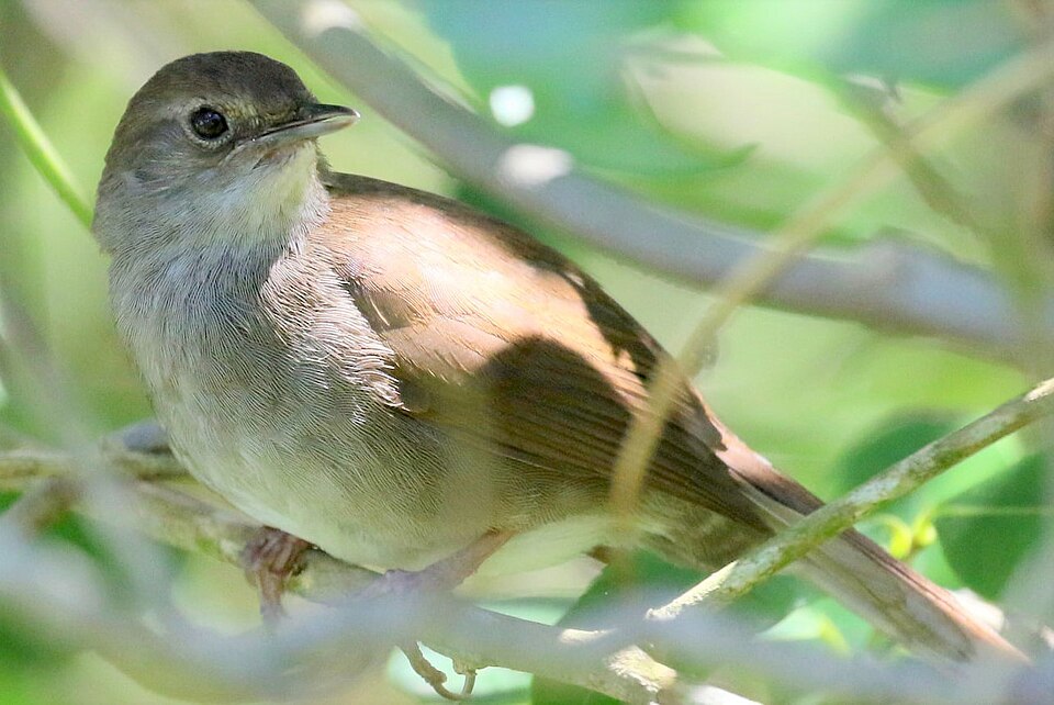点击放大 灌丛短翅莺(Bradypterus sylvaticus)