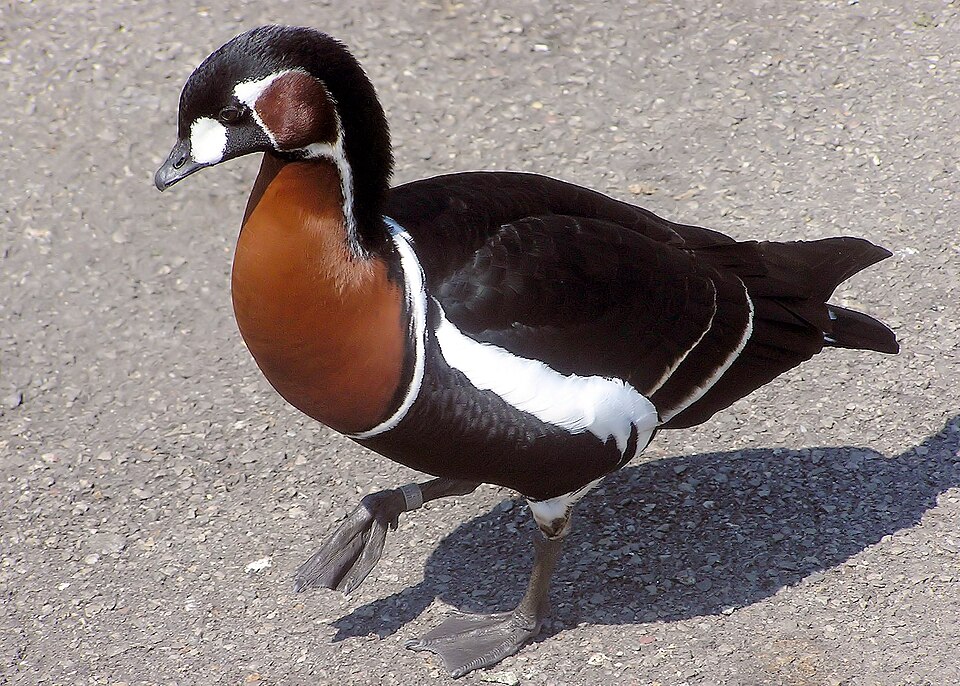 点击放大 红胸黑雁(Branta ruficollis)