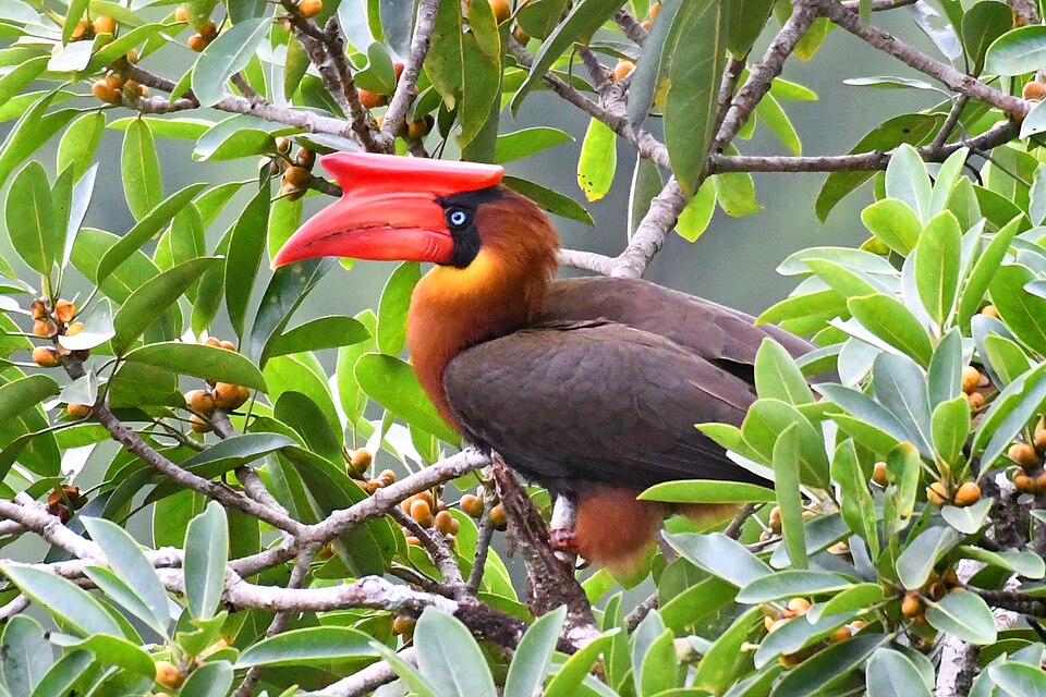 点击放大 棕犀鸟(Buceros hydrocorax)