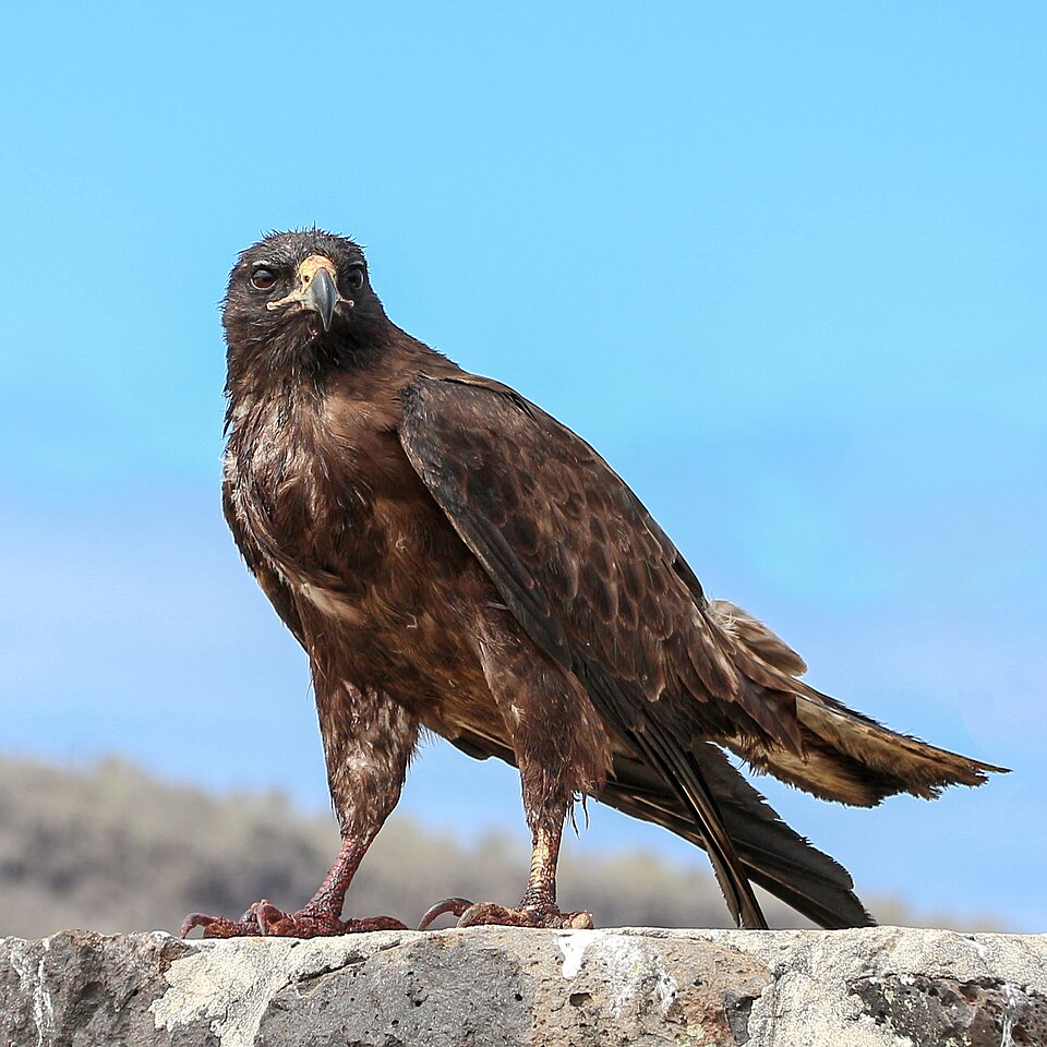 点击放大 加岛鵟(Buteo galapagoensis)