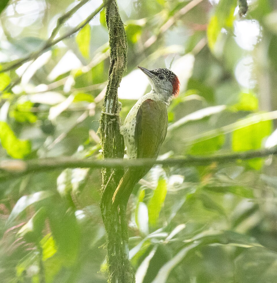 点击放大 喀麦隆啄木鸟(Campethera tullbergi)
