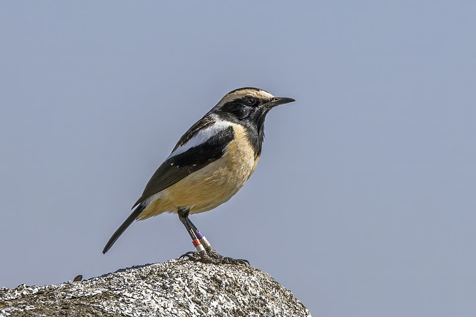 点击放大 黄纹石䳭(Campicoloides bifasciatus)