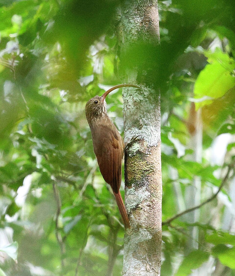 点击放大 塔河镰嘴䴕雀(Campylorhamphus probatus)