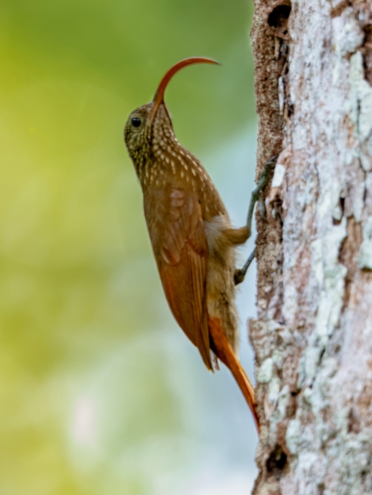 点击放大 淡嘴镰嘴䴕雀(Campylorhamphus procurvoides)