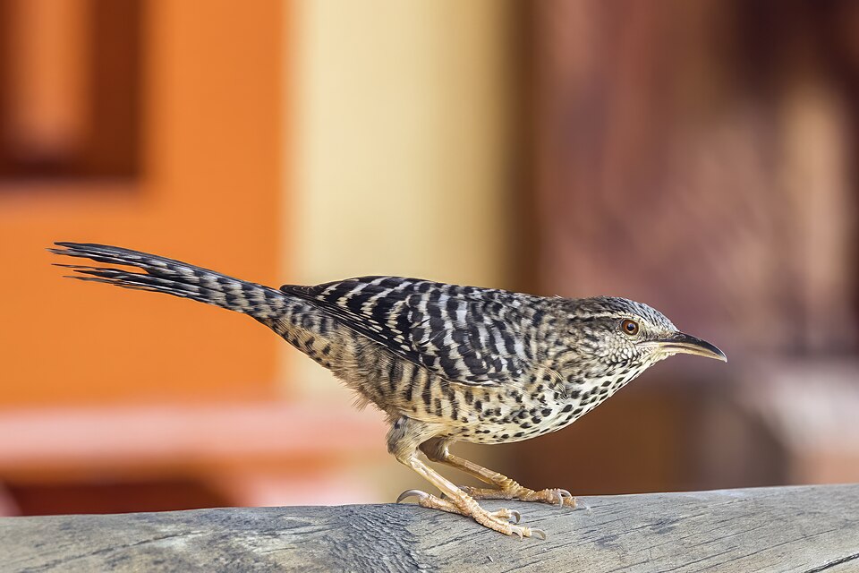 点击放大 斑背曲嘴鹪鹩(Campylorhynchus zonatus)