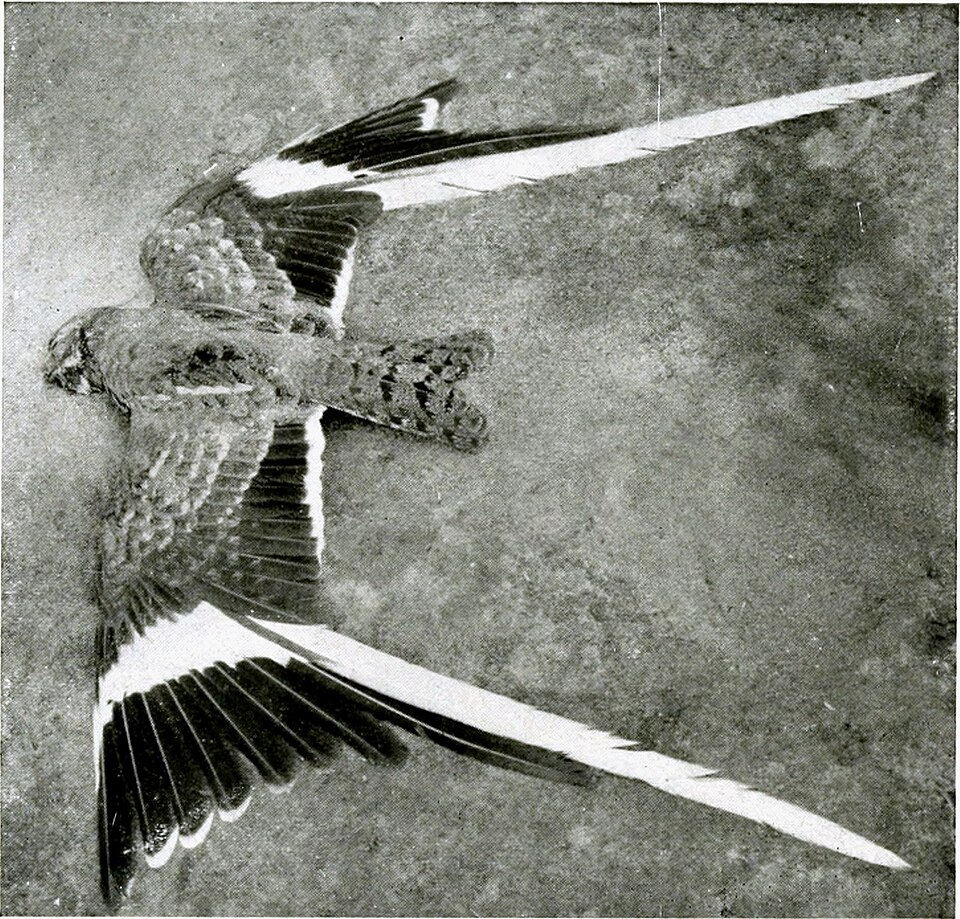 点击放大 翎翅夜鹰(Caprimulgus vexillarius)